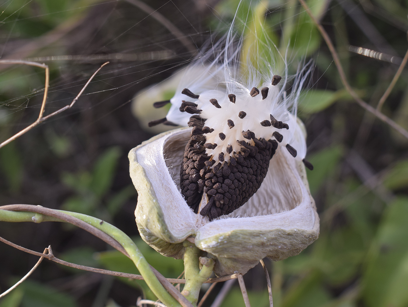 Image of Araujia sericifera specimen.
