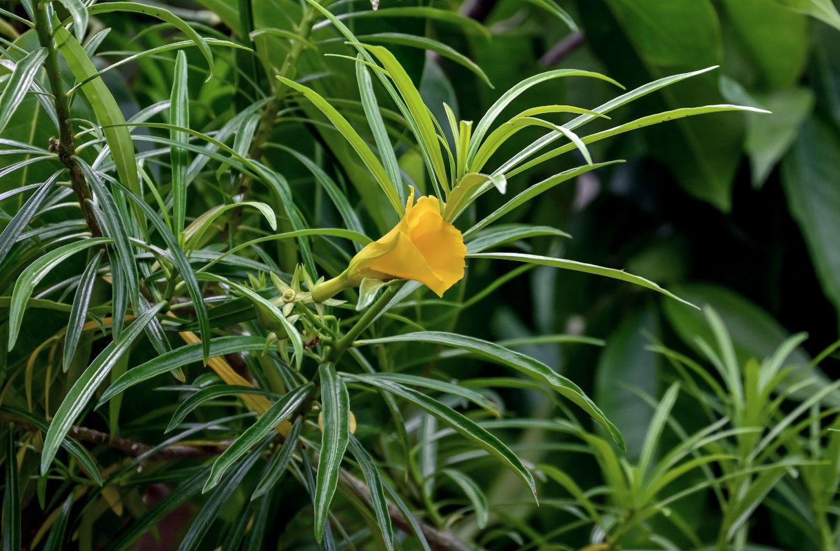 Image of Thevetia peruviana specimen.