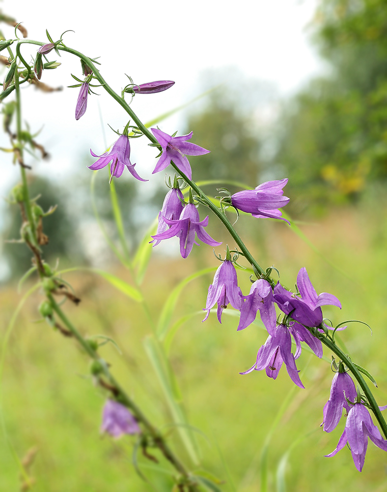 Изображение особи Campanula rapunculoides.