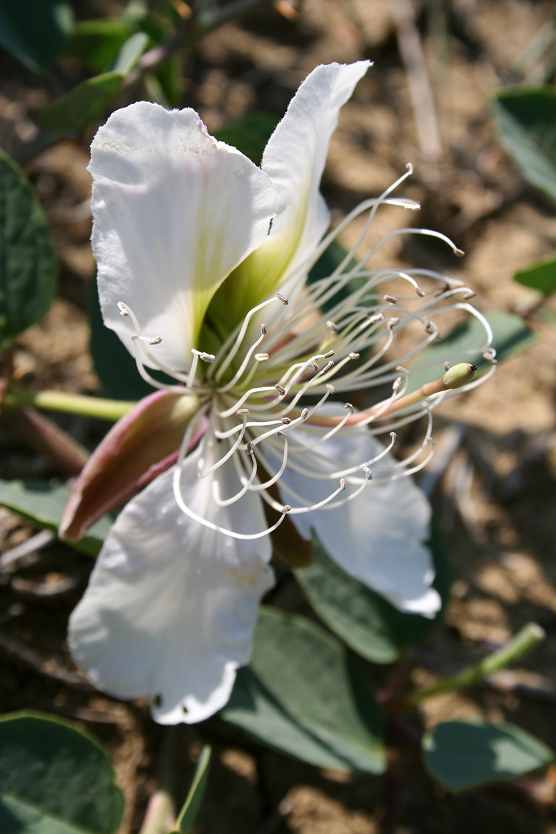 Image of Capparis herbacea specimen.