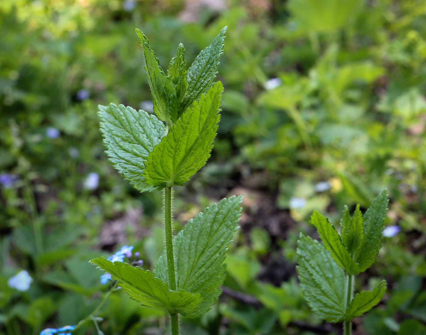 Image of Veronica magna specimen.