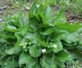 род Rumex. Вегетирующее растение (спереди Cardamine uliginosa). Азербайджан, Нахчыван, Ордубадский р-н, окр. с. Мазра, у р. Дюлюнчай. 03.05.2023.