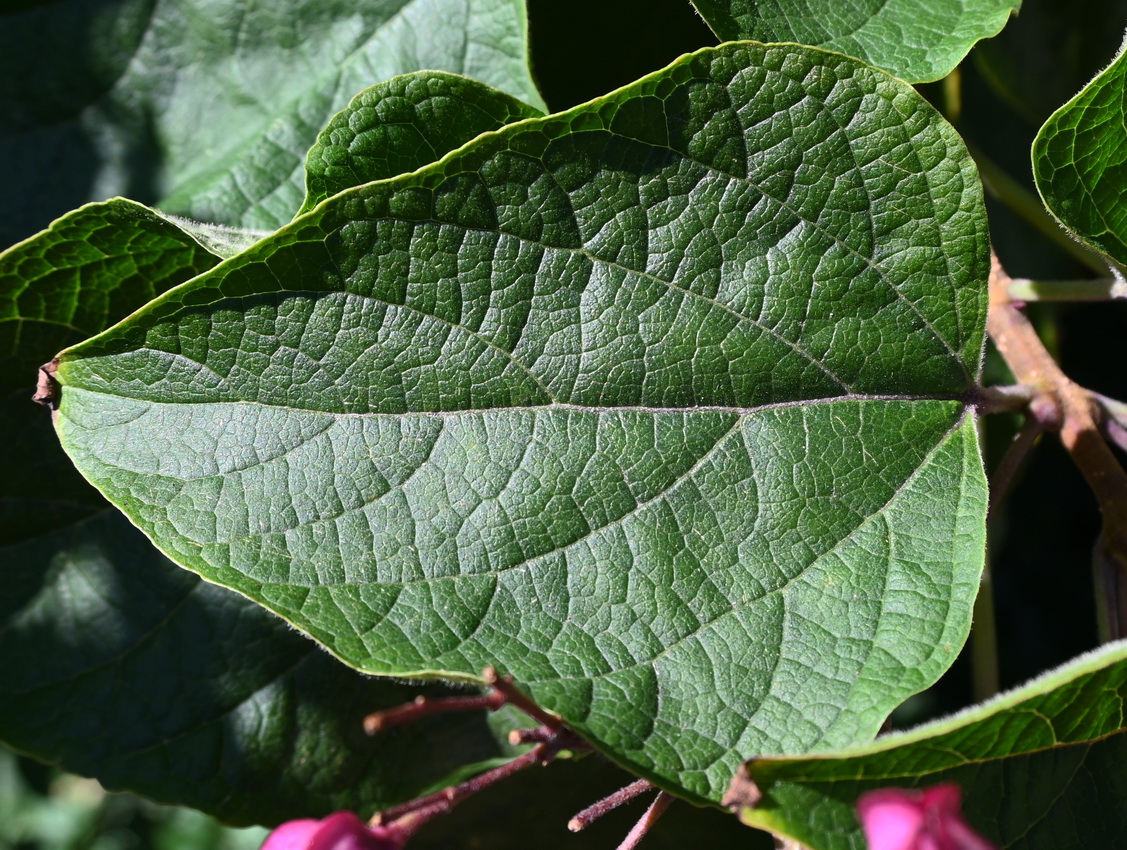 Изображение особи Clerodendrum trichotomum.