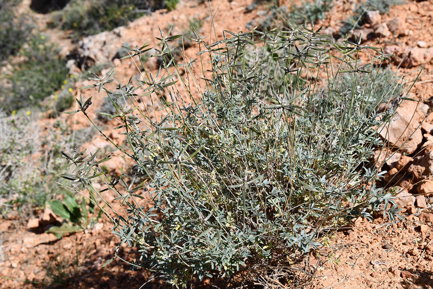 Image of genus Astragalus specimen.