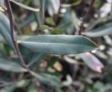 Image of taxon representative. Author is Григорий Токарев