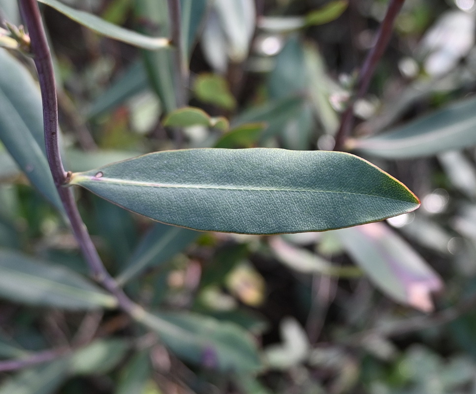 Image of Bupleurum fruticosum specimen.