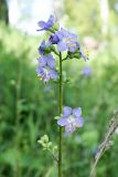 Polemonium caeruleum. Общее соцветие. Ульяновская обл., Мелекесский р-н, окр. пос. Вишенка, Медвежий овраг, склон с северной экспозицией, луг с берёзовым редколесьем. 15.06.2024.