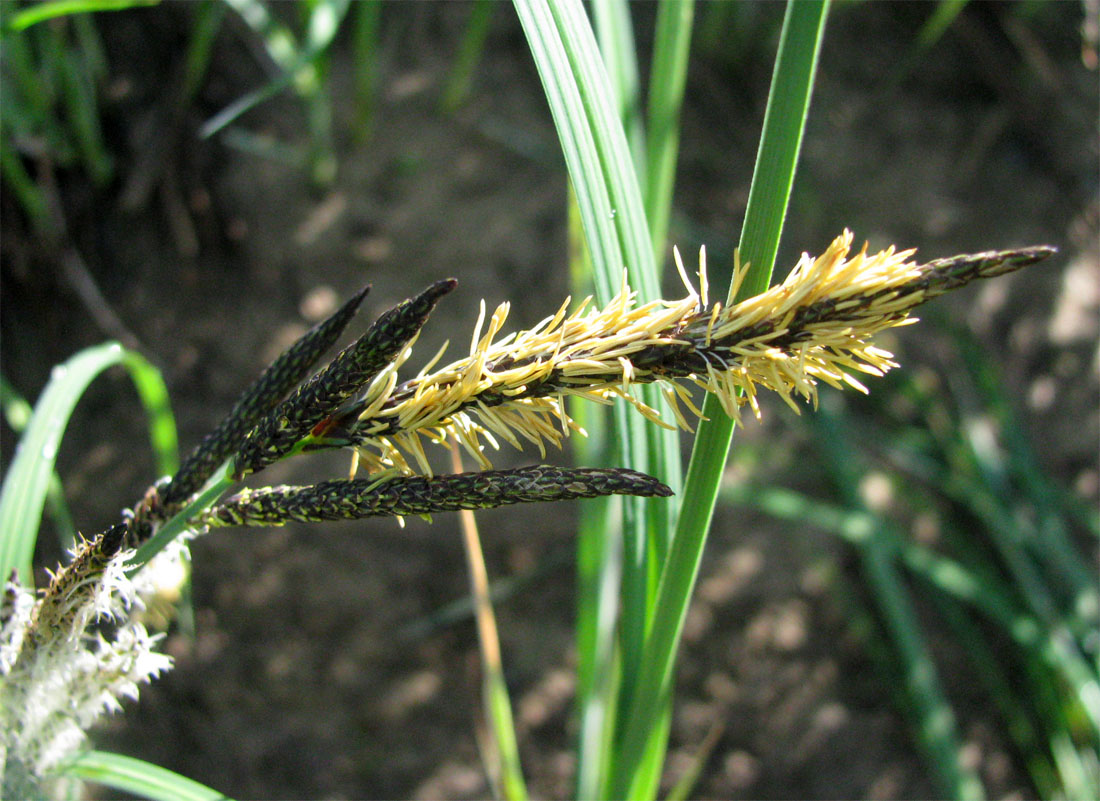 Image of Carex acuta specimen.
