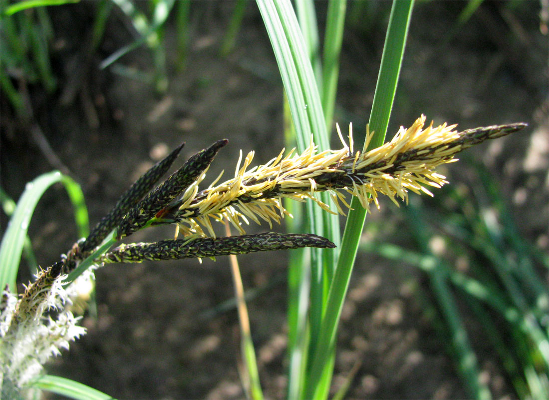 Изображение особи Carex acuta.