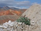 Bolbosaponaria sewerzowii. Цветущее растение. Киргизия, Баткенская обл., Баткенский р-н, окр. с. Самаркандык, Туркестанский хр., горы Сары-Тоо, уроч. Мадыген, кромка вершины известняковой гряды, переполненной гипсом. 11 мая 2026 г.