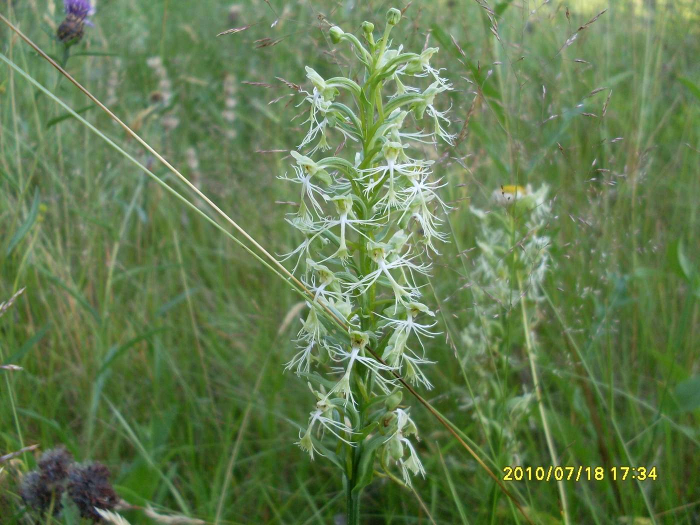 Image of genus Platanthera specimen.