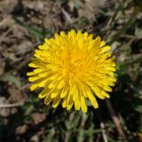 Taraxacum scariosum