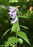 Campanula trachelium. Верхушка побега с соцветием. Марий Эл, Волжский р-н, ГНПП \"Марий Чодра\", Кленовая гора, у лесной тропы. 15.07.2026.