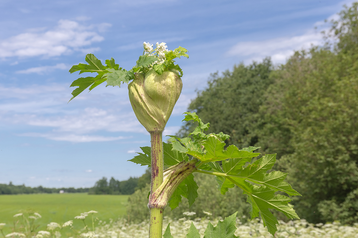 Image of Heracleum sosnowskyi specimen.