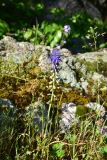 Leopoldia tenuiflora. Цветущее растение. Грузия, край Самцхе-Джавахети, Аспиндзский муниципалитет, окр. с. Тмогви, склон правого берега р. Кура напротив моста, 30 м от воды, у камня. 10 июня 2026 г.