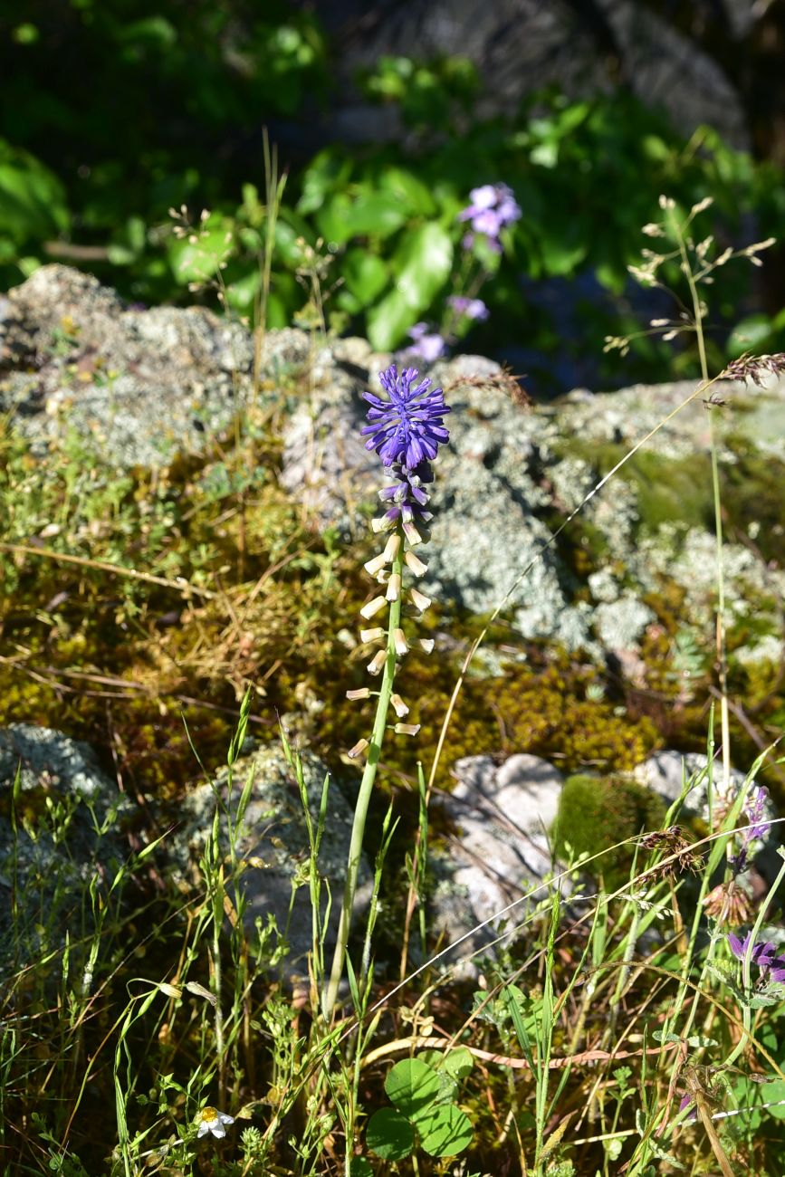 Изображение особи Leopoldia tenuiflora.