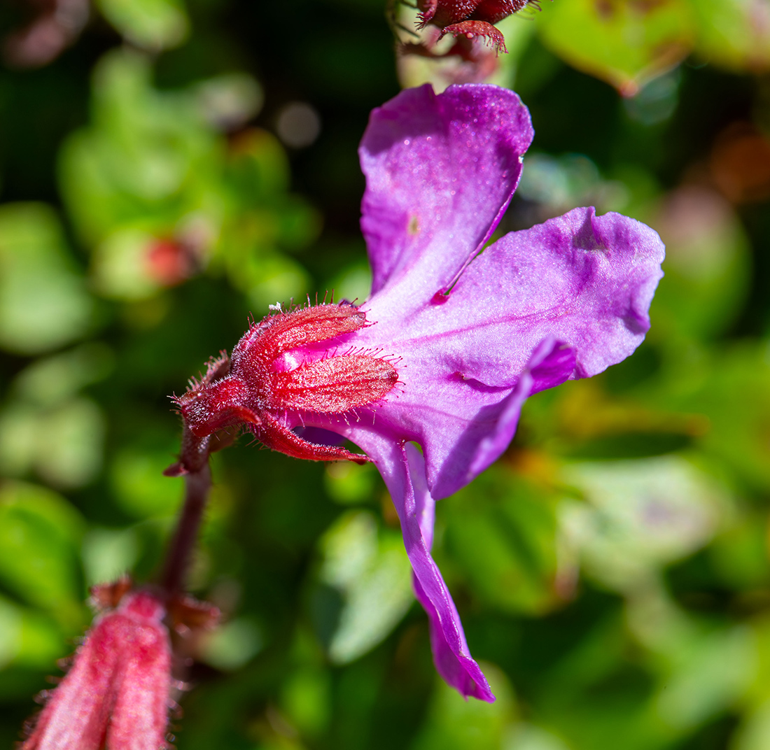 Изображение особи Rhododendron redowskianum.