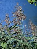Phragmites australis. Верхушки побегов с соплодиями. Московская обл., г. Железнодорожный, Саввинский пруд, у воды. 22.09.2025.