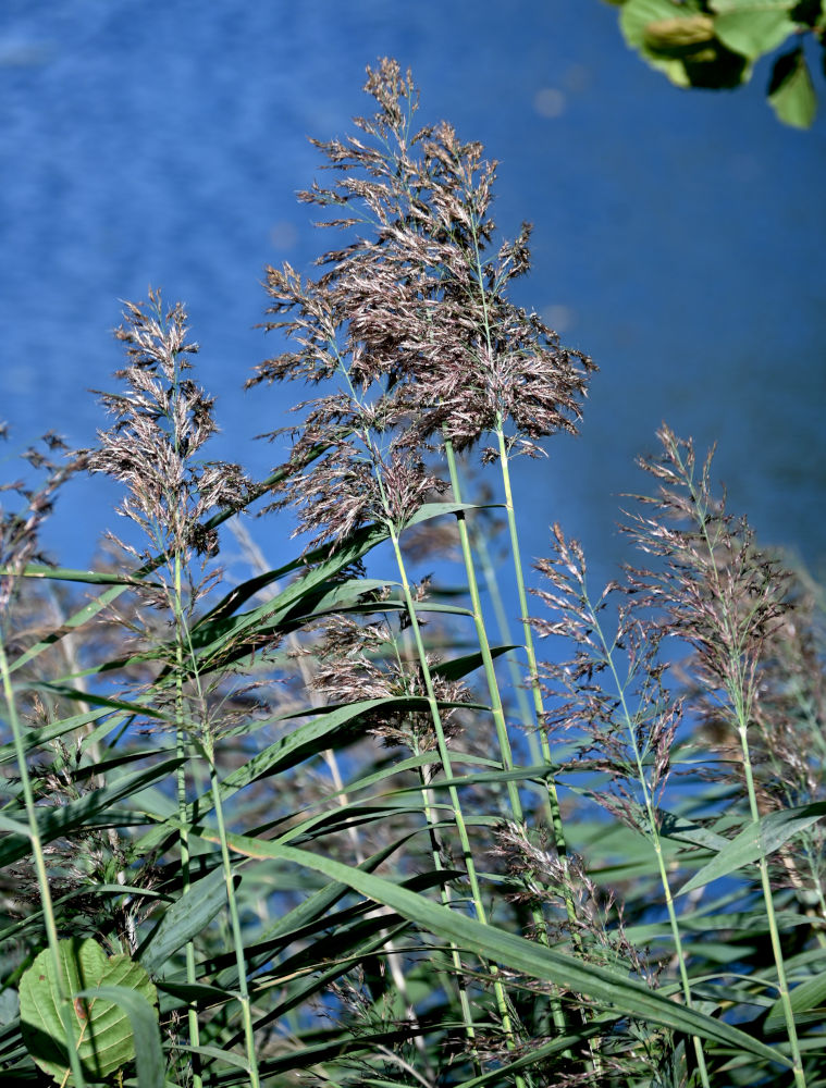Image of Phragmites australis specimen.