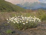 род Anthemis. Цветущее растение. Дагестан, Докузпаринский р-н, окр. с. Куруш, пойма р. Чехычай, галечник. 25.07.2026.