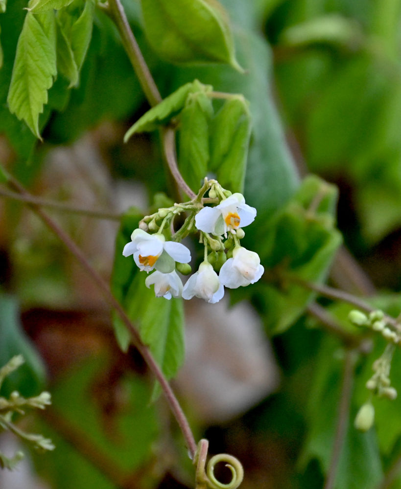 Image of Cardiospermum grandiflorum specimen.