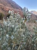 Ammopiptanthus nanus. Аммопиптант карликовый, или на кыргызском \"байбиче чекей\". Пойма р. Көкөмерен близ слияния с рекой Нарын. Дата съемки 3 октября 2026 г. Таксон определил доктор биологических наук Усупбаев А.К.