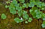Cymbalaria muralis. Верхушка цветущего растения. Португалия, округ Авейру, природный парк Бусаку, ≈ 500 м н.у.м., на поросшей мхами каменной стене. 14.06.2026.