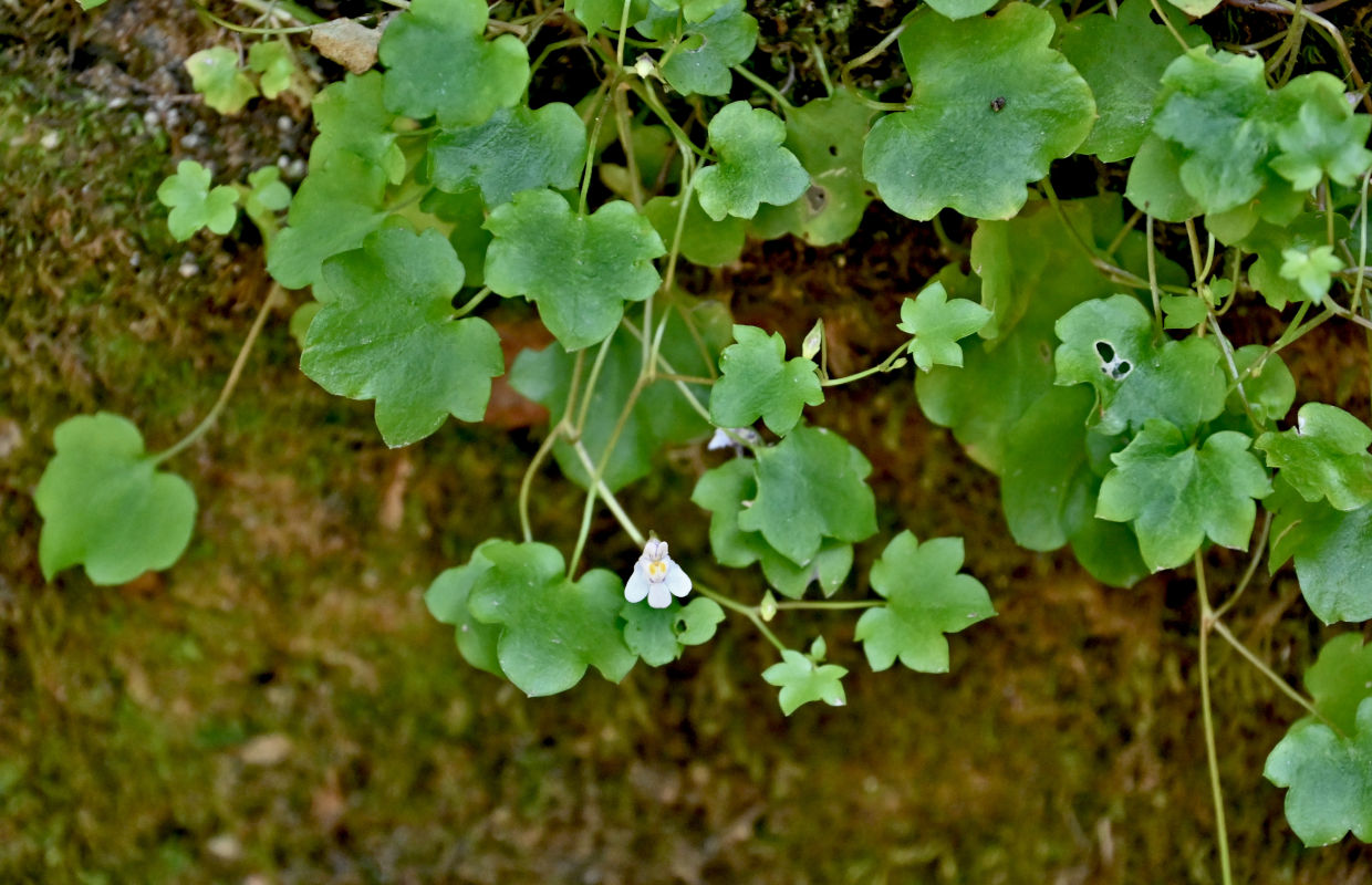 Image of Cymbalaria muralis specimen.