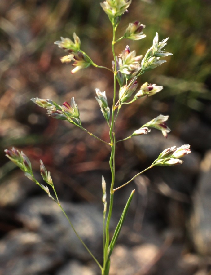 Image of Catabrosella humilis specimen.