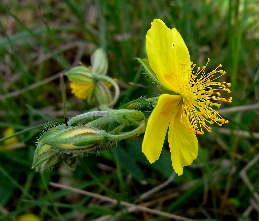 Image of Helianthemum nummularium specimen.