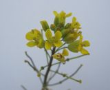 Sisymbrium polymorphum