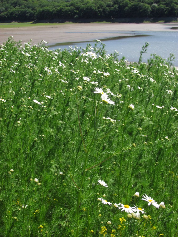 Изображение особи Tripleurospermum inodorum.