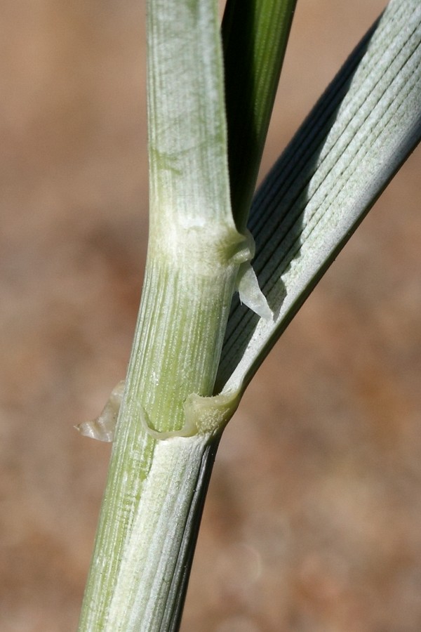 Image of Leymus arenarius specimen.