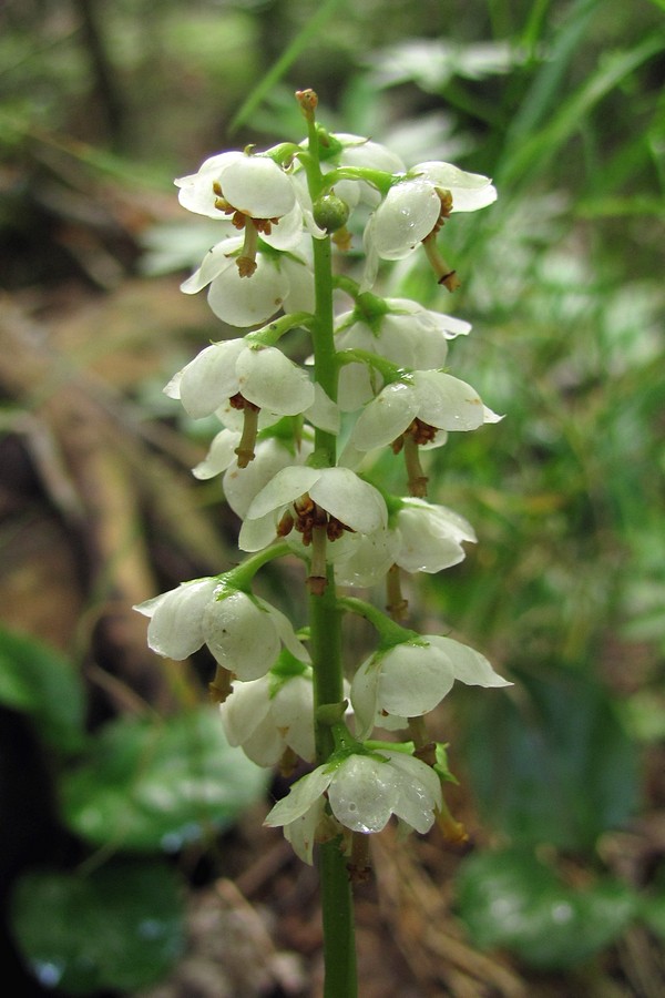 Image of Pyrola media specimen.