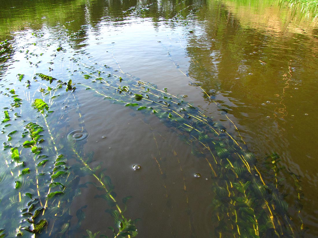 Изображение особи Potamogeton perfoliatus.