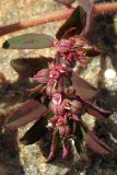 Euphorbia maculata. Соцветие. Крым, Севастополь, ст. Инкерман. 4 августа 2011 г.