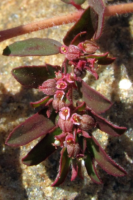 Image of Euphorbia maculata specimen.