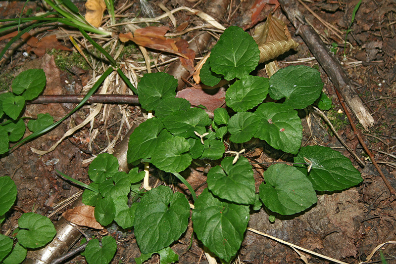 Image of Viola selkirkii specimen.