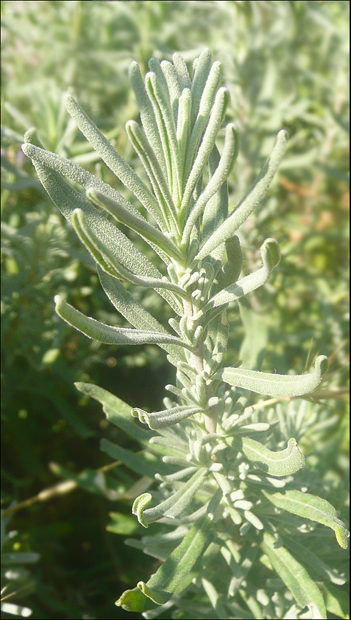 Изображение особи Lavandula angustifolia.