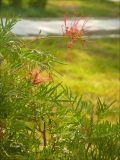 Grevillea banksii