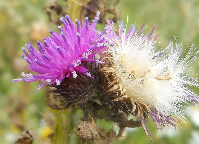 Изображение особи Carduus crispus.