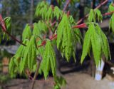 Acer pseudosieboldianum