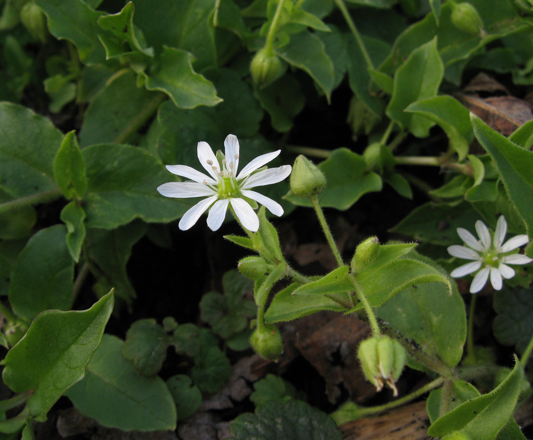 Изображение особи Myosoton aquaticum.