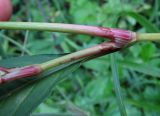 Persicaria lapathifolia