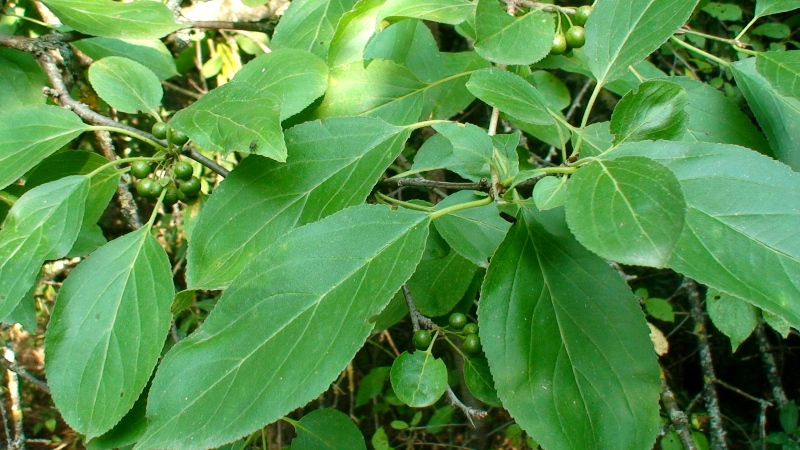 Image of Rhamnus cathartica specimen.