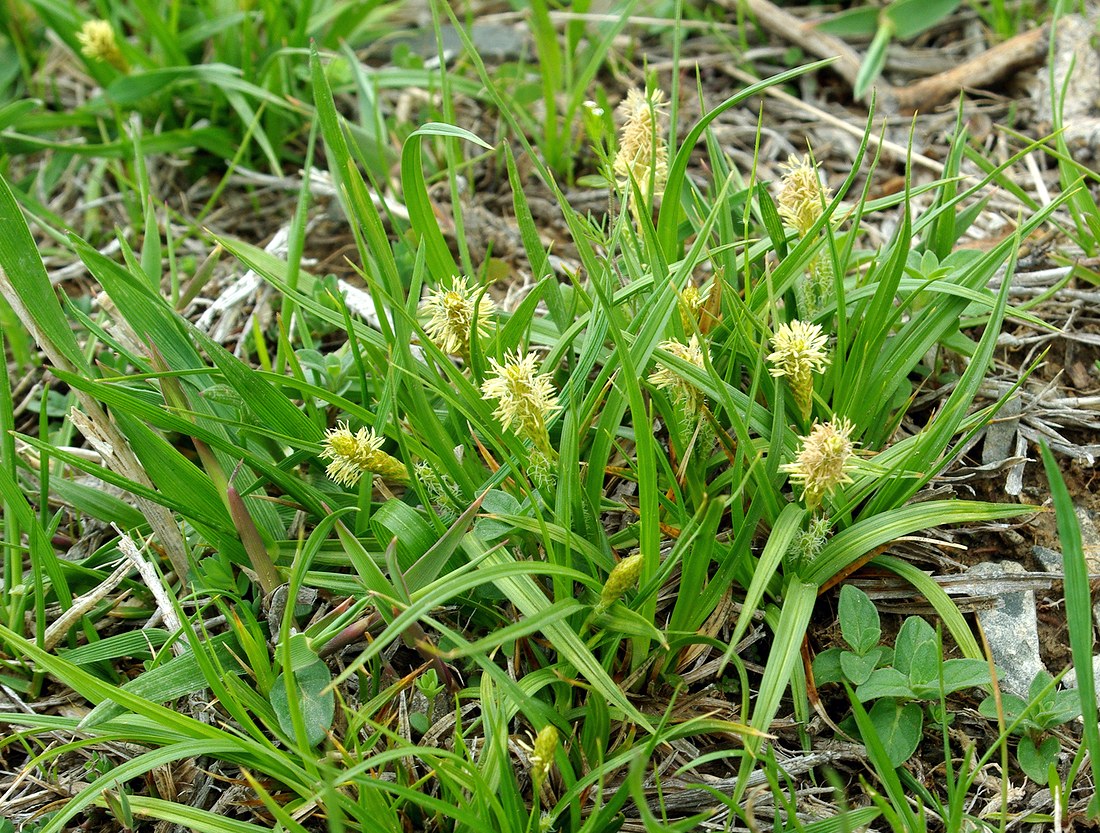 Image of genus Carex specimen.