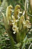 Pedicularis pubiflora