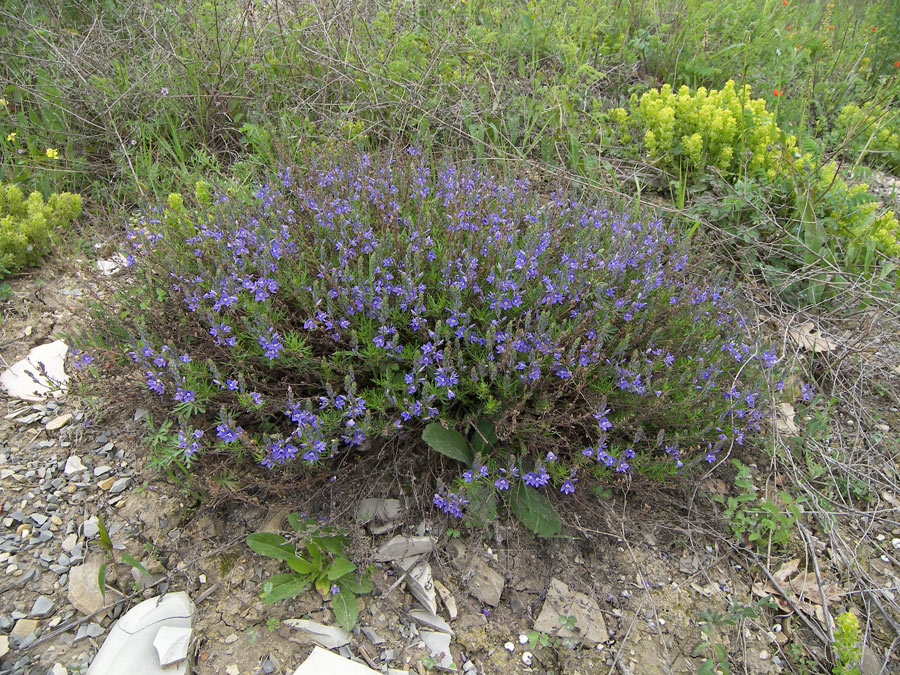 Изображение особи Veronica multifida.