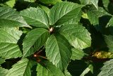Parthenocissus quinquefolia. Лист. Московская обл., Раменский р-н, окр. дер. Хрипань, дачный участок. 12.08.2006.