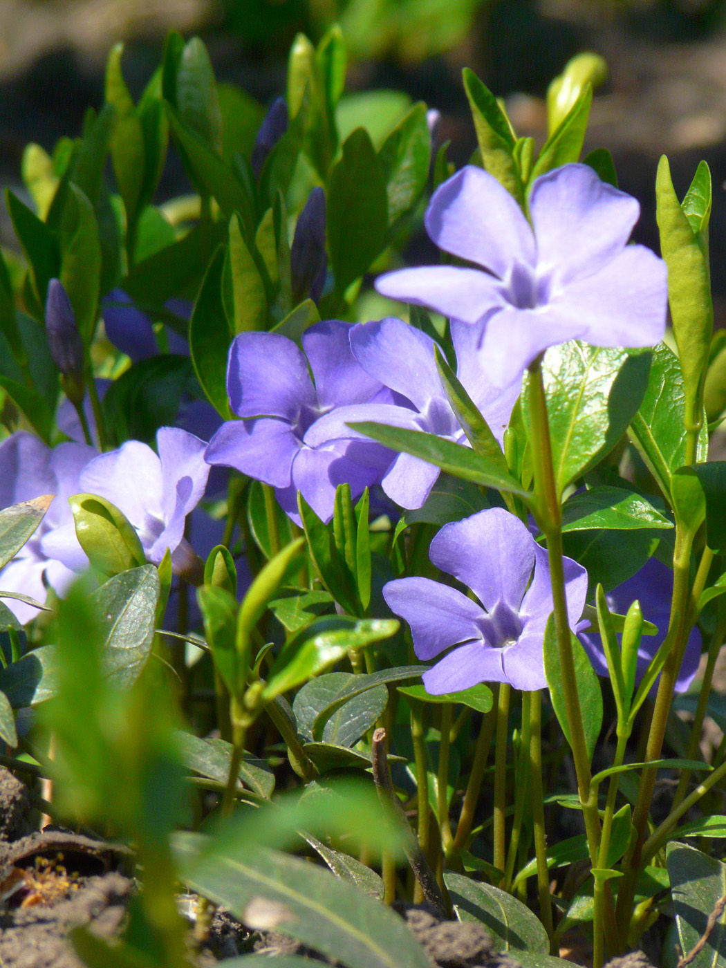 Image of Vinca minor specimen.